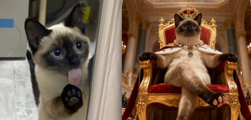 国王宝座猫
