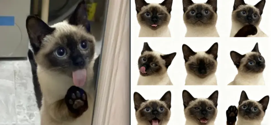 宠物证件照九宫格