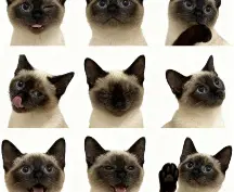 宠物证件照九宫格