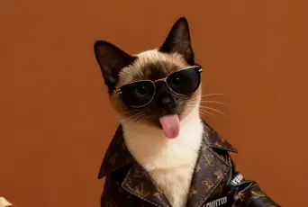 路易威登宠物时尚